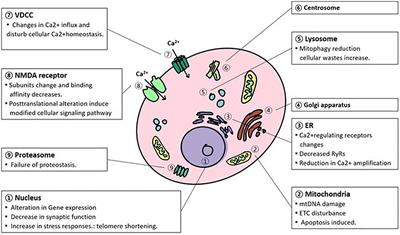 Normal Aging Induces Changes in the Brain and Neurodegeneration Progress: Review of the Structural, Biochemical, Metabolic, Cellular, and Molecular Changes